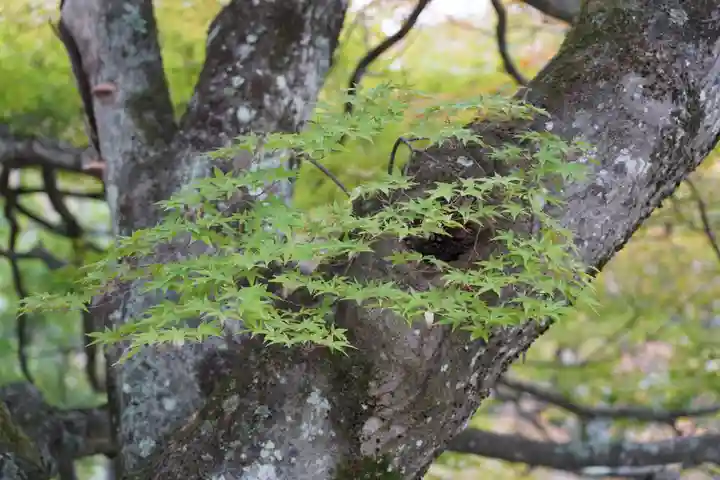 土津神社|こどもと出世の神さまの自然