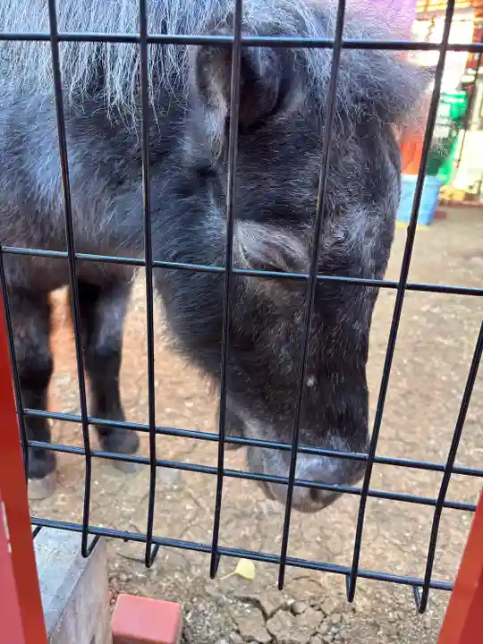神田神社(神田明神)の動物