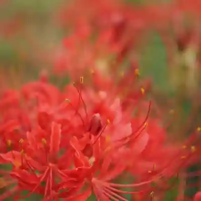 天王山 安楽寺(福井県)