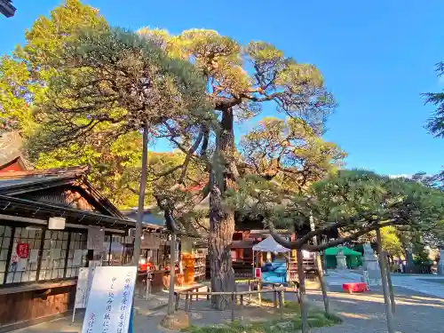 甲斐國一宮 浅間神社の自然