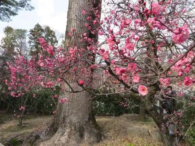 北野天満宮の庭園