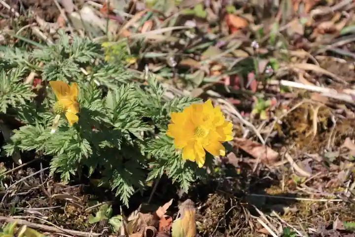 関場神社の自然