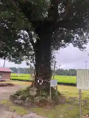 稲荷神社の自然