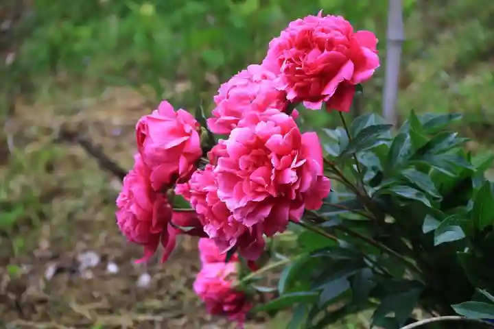 阿久津「田村神社」(郡山市阿久津町)旧社名:伊豆箱根三嶋三社の庭園