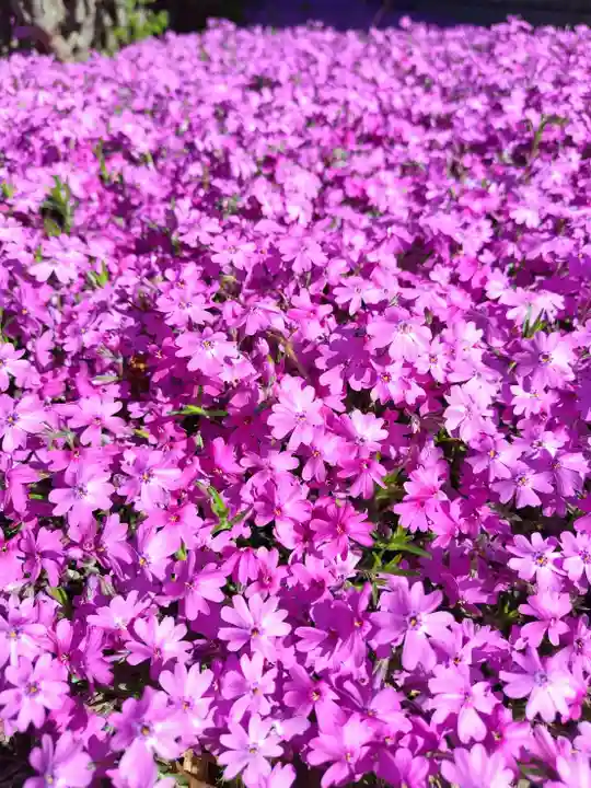 厚別神社(北海道)