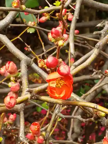 千葉神社の自然