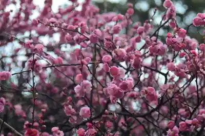 片埜神社(大阪府)