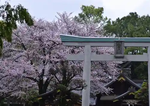 出雲大社相模分祠の鳥居