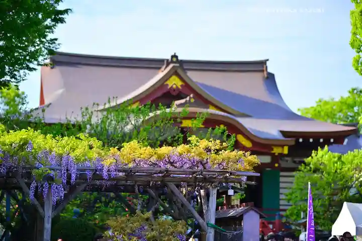 亀戸天神社(東京都)