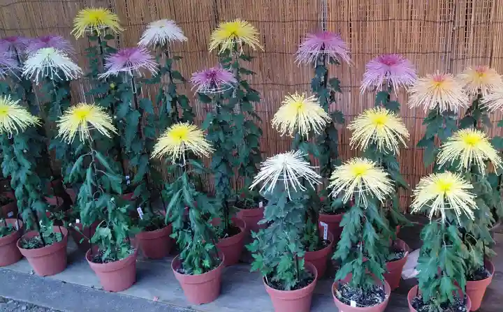 高幡不動尊 金剛寺の自然