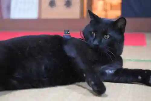 高司神社〜むすびの神の鎮まる社〜の動物