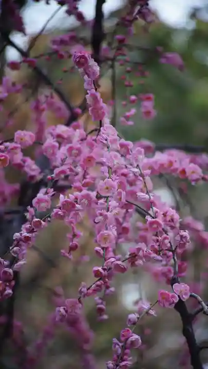 城南宮(京都府)