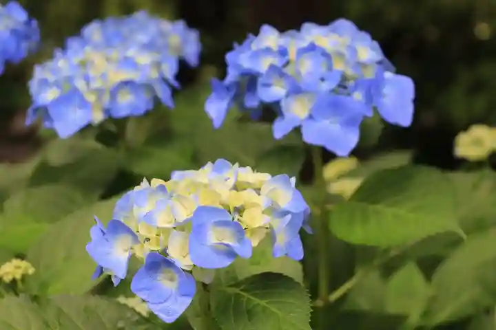一條殿 新善光寺(京都府)