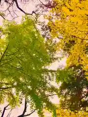 岡見八坂神社の自然