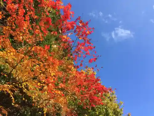 高野山金剛峯寺奥の院の自然