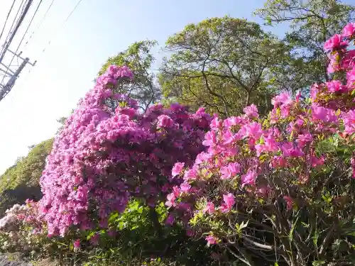 安養院　(田代寺）の自然