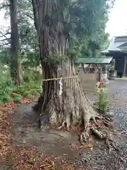 別雷神社(茨城県)