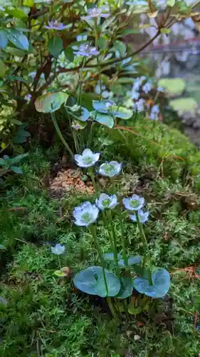 古知谷阿弥陀寺(京都府)