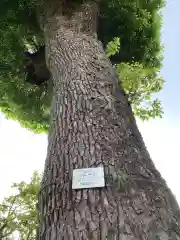 天神社（余坂天神社）の自然