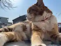 秩父札所十三番 慈眼寺の動物