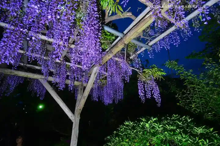 亀戸天神社(東京都)
