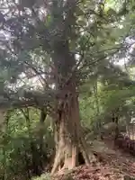 日吉神社の自然