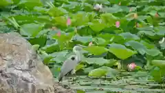 大覚寺の動物