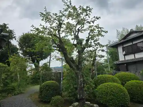 大乗院(京都府)