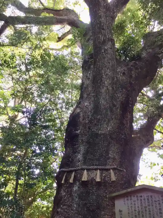 船江上社の自然