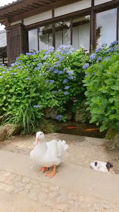 楽法寺(雨引観音)の動物
