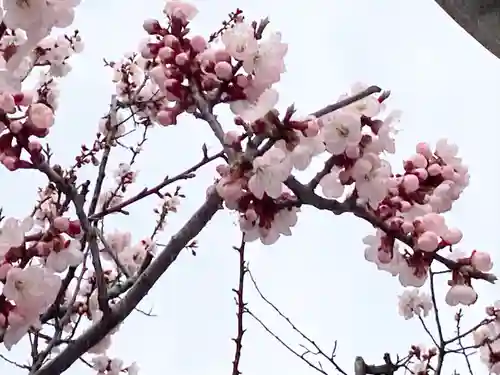 西野神社の自然