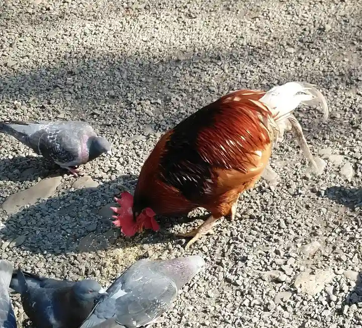 谷保天満宮の動物