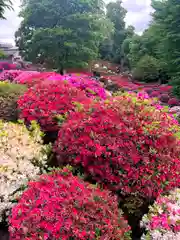 根津神社の自然