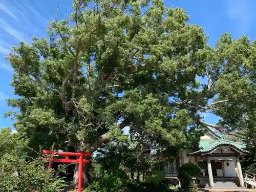 掛松寺の鳥居