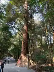 伊勢神宮内宮（皇大神宮）の自然