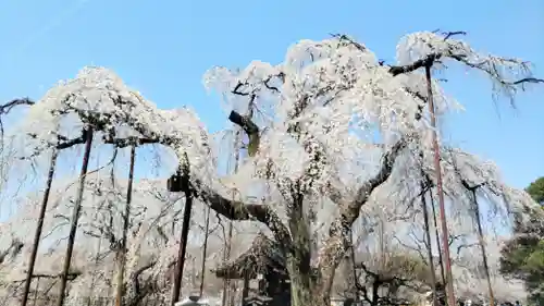 清雲寺(埼玉県)