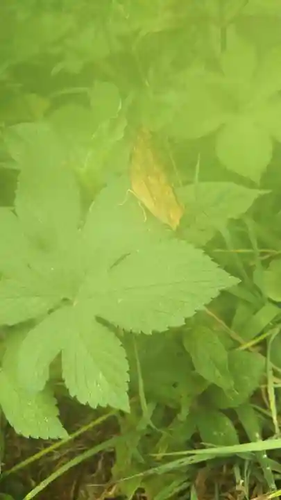 前玉神社の自然