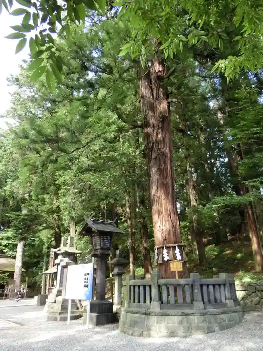 諏訪大社下社春宮の自然