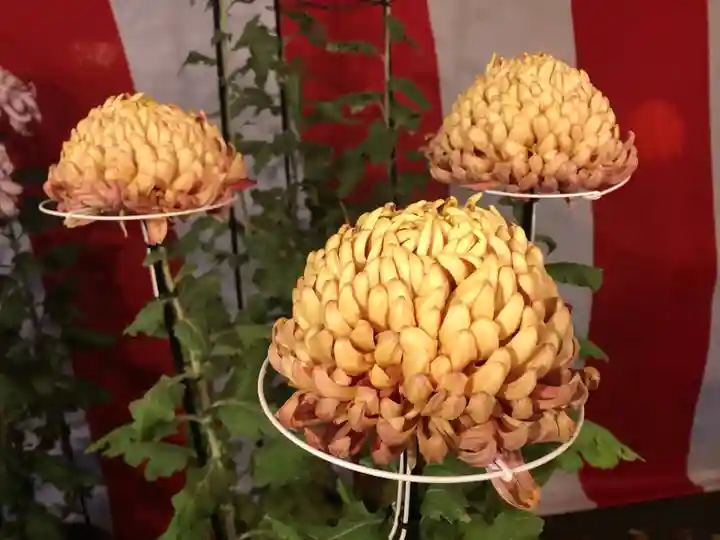 大井神社の体験その他