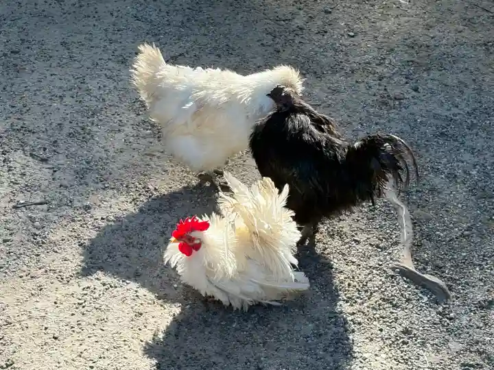 石上神宮(奈良県)