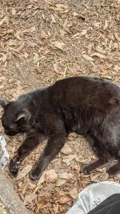 玉野御嶽神社の動物