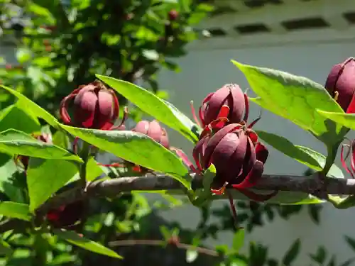 正一位霊験稲荷社の自然