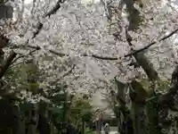 極楽寺(霊鷲山感應院極楽律寺)の自然