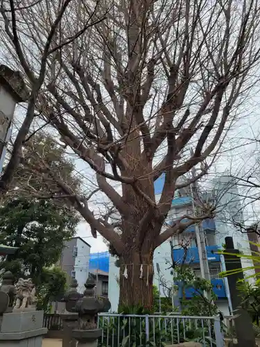 秋葉神社の自然