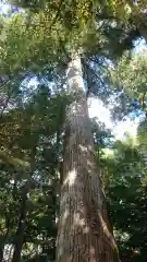 天鷹神社の自然