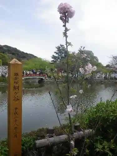 鶴岡八幡宮の庭園