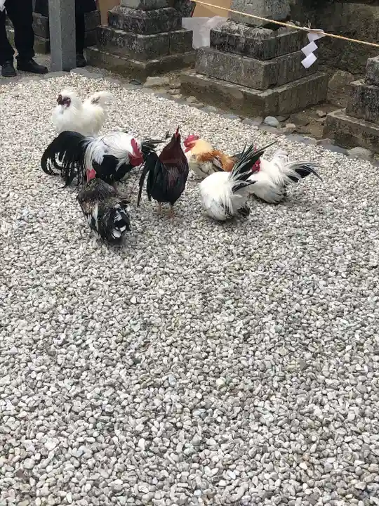 石上神宮の動物