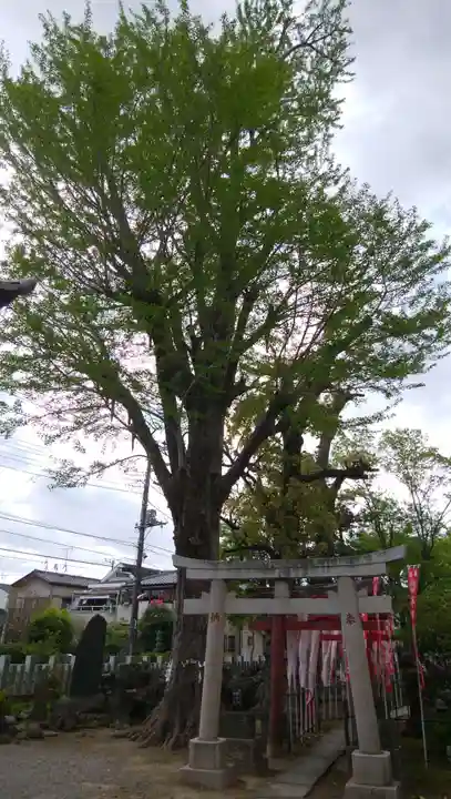 半田稲荷神社の鳥居