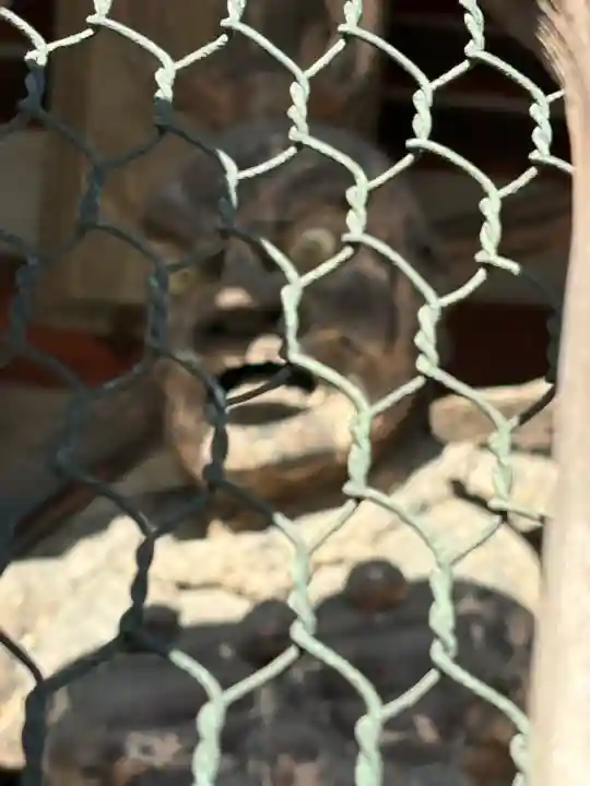 廣隆寺(京都府)