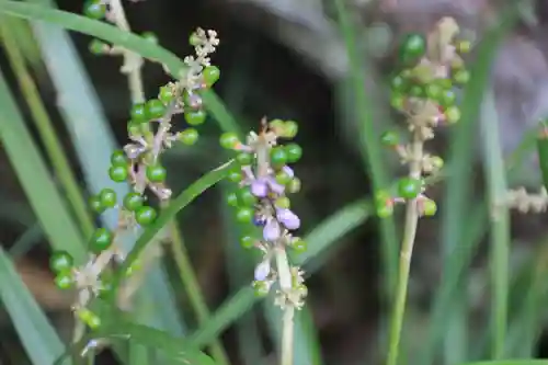 阿久津「田村神社」（郡山市阿久津町）旧社名：伊豆箱根三嶋三社の自然
